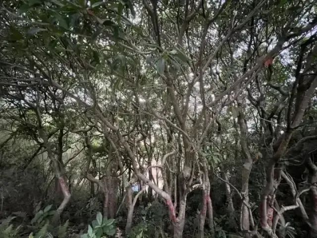 DƬ